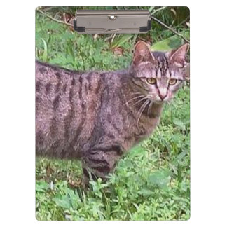 Carpeta De Pinza Gato de Tabby Marrón al aire libre