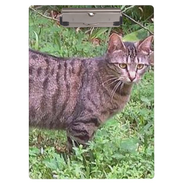 Carpeta De Pinza Gato de Tabby Marrón al aire libre (Anverso)