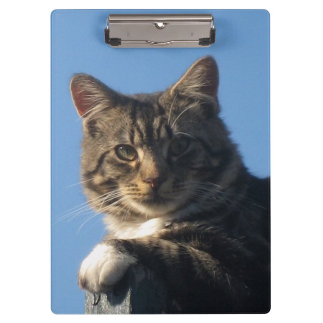 Carpeta De Pinza Gato de Tabby - tablero (Anverso)