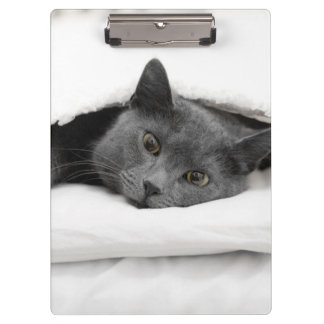 Carpeta De Pinza Gato gris debajo de la manta blanca