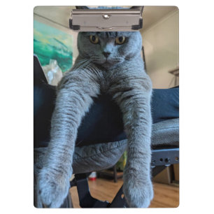 Carpeta De Pinza Gato Gris Gris Británico De Shorthair Colgado