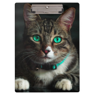 Carpeta De Pinza Gato gris y blanco con ojos azules y cuello coinci