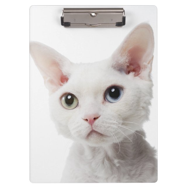 Carpeta De Pinza Gato impar-observado blanco 2 (Anverso)