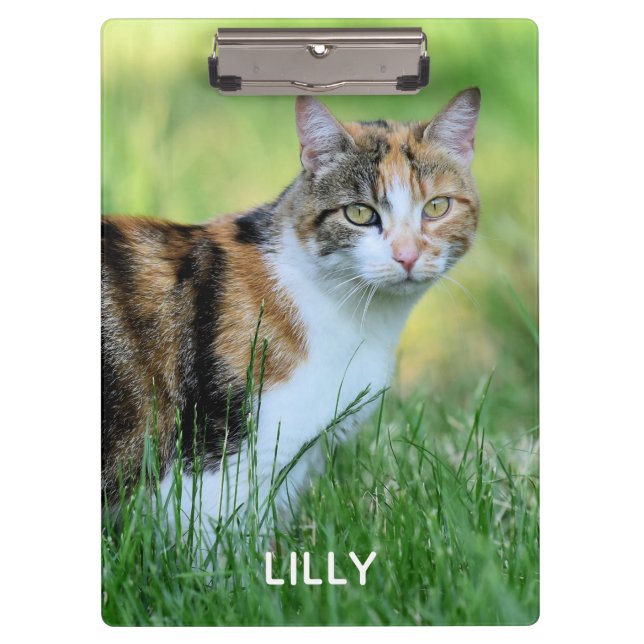 Carpeta De Pinza Gato marrón y blanco (Anverso)