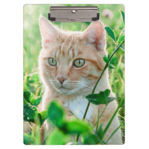 Carpeta De Pinza Gato Naranja con Ojos Verdes en Hierba
