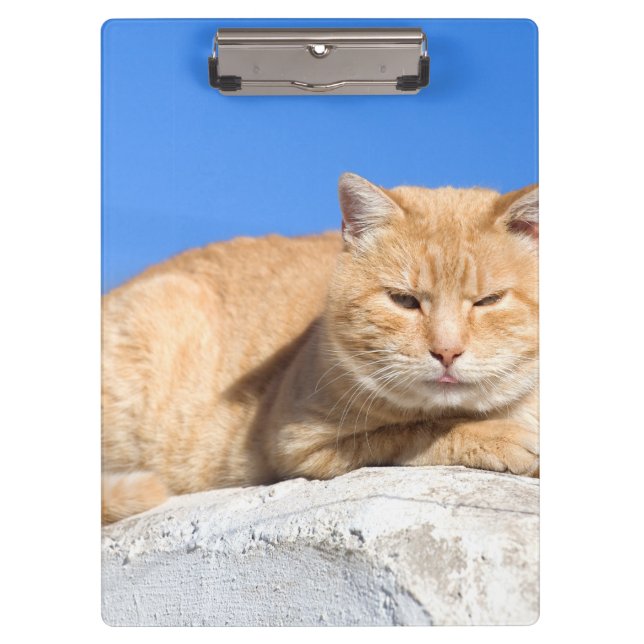 Carpeta De Pinza Gato perezoso (Anverso)