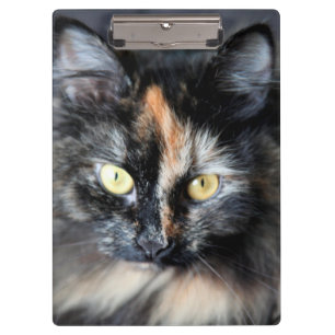 Carpeta De Pinza Gato siberiano