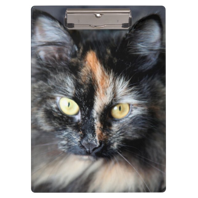 Carpeta De Pinza Gato siberiano (Anverso)