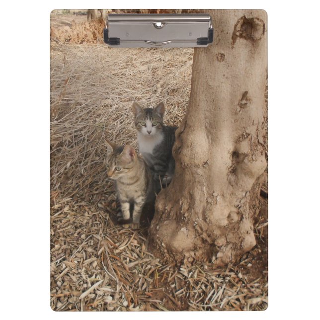 CARPETA DE PINZA GATOS DE WOODLAND (Anverso)