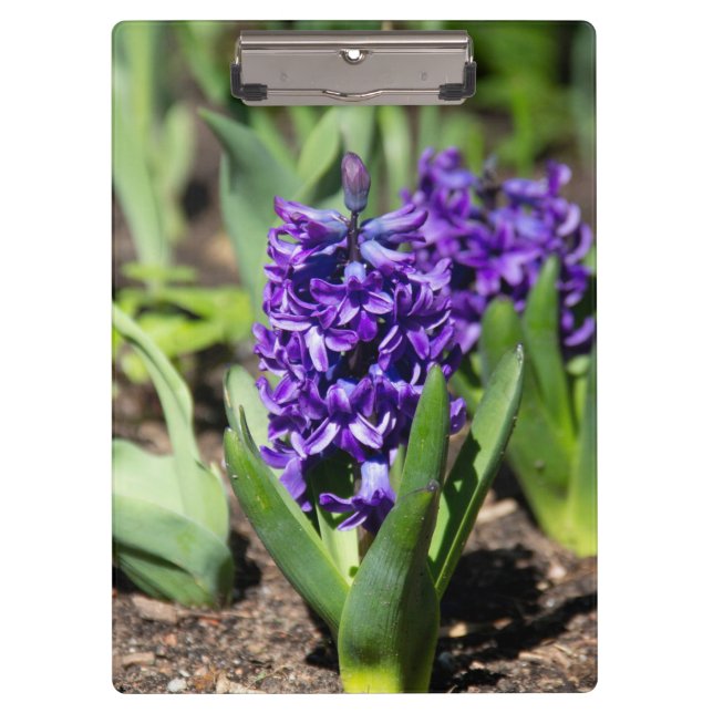 Carpeta De Pinza Geocinth azul en primavera (Anverso)