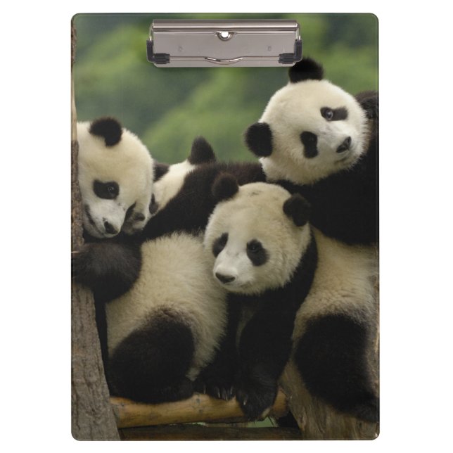 Carpeta De Pinza Gigantes pandas bebés Ailuropoda melanoleuca) (Anverso)