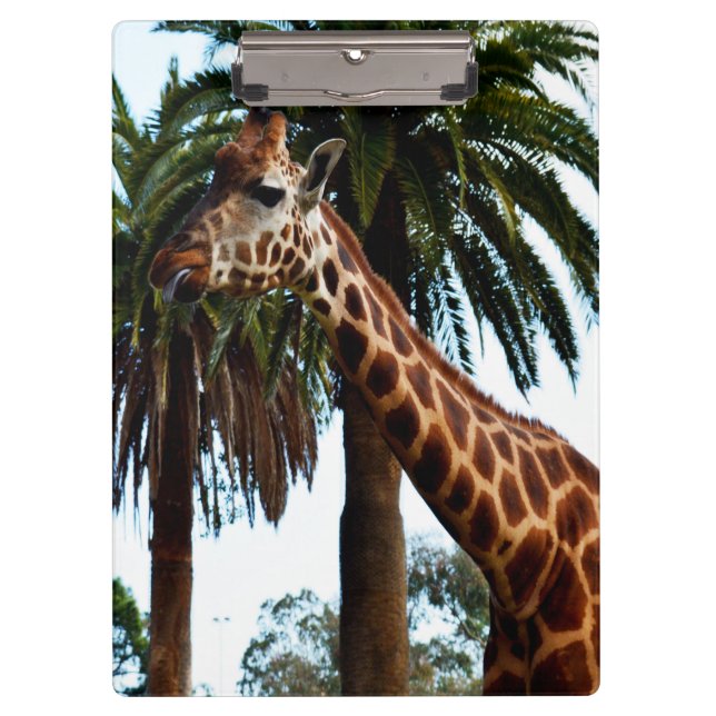 Carpeta De Pinza Giraffe Graciosa Dando Una Frambuesa, (Anverso)