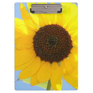 Carpeta De Pinza Girasol