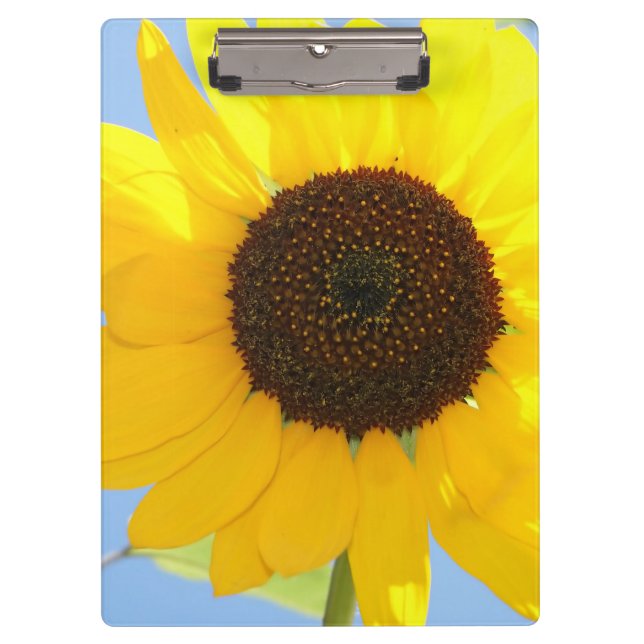 Carpeta De Pinza Girasol (Anverso)