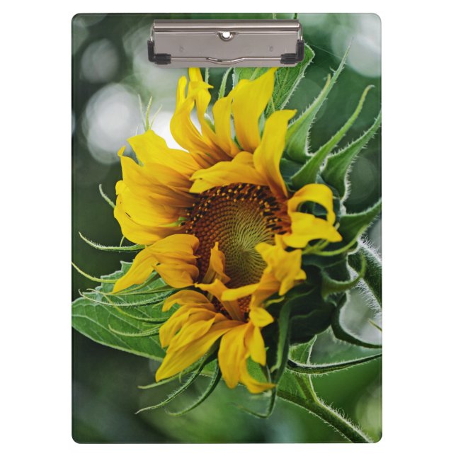 Carpeta De Pinza Girasol (Anverso)