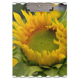 Carpeta De Pinza Girasol de florecimiento