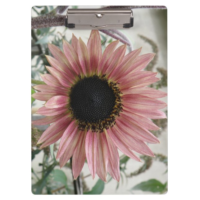 Carpeta De Pinza Girasol rosa pálido (Anverso)