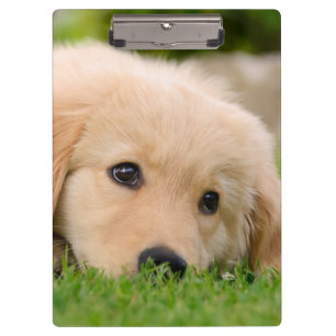 Carpeta De Pinza Golden Retriever Cute Puppy Dreaming Dog Retrato