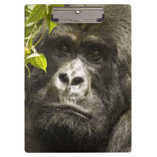 Carpeta De Pinza Gorila de montaña, Gorilla beringei beringei,
