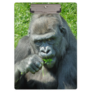 CARPETA DE PINZA GORILLAS