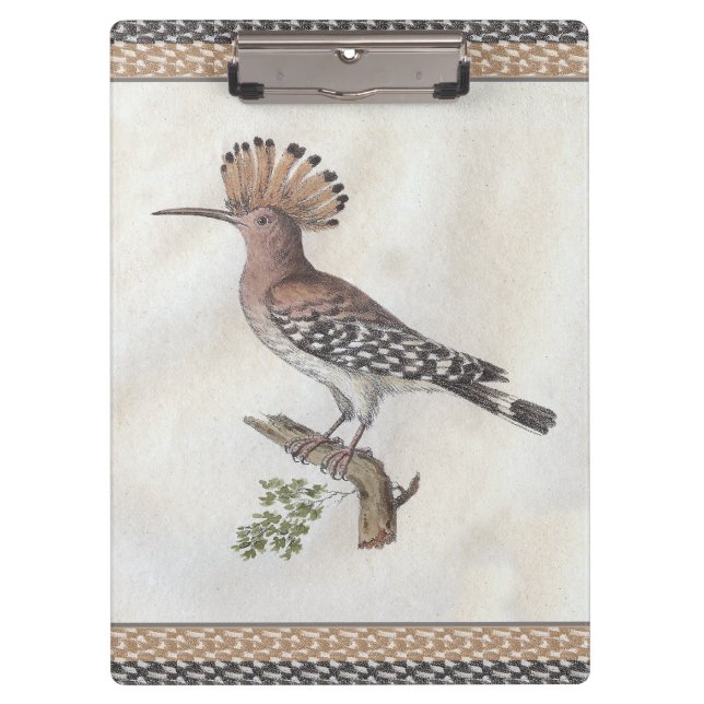 Carpeta De Pinza Grabado del Hoopoe del vintage (Anverso)