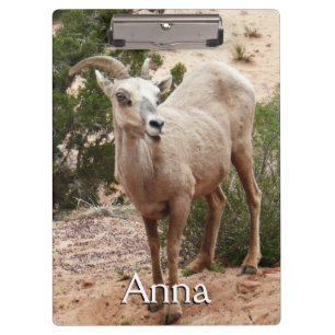 Carpeta De Pinza Graciosa oveja bighorn en el Parque Nacional de Zi