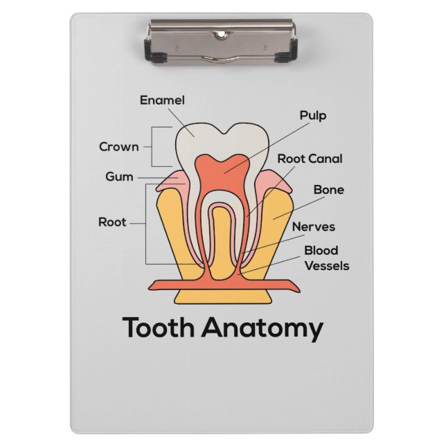 Carpeta De Pinza Gráfica de anatomía dental (Anverso)