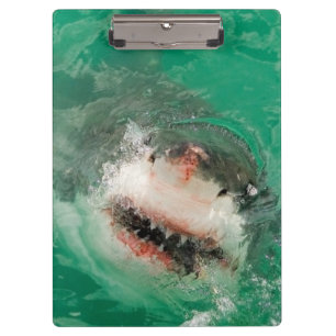 Carpeta De Pinza Gran blanco Shark1