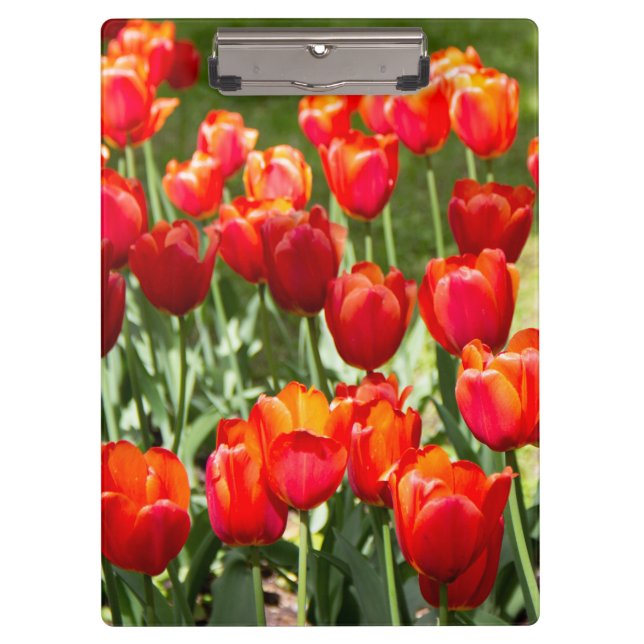 Carpeta De Pinza Gran campo de tulipanes rojos (Anverso)