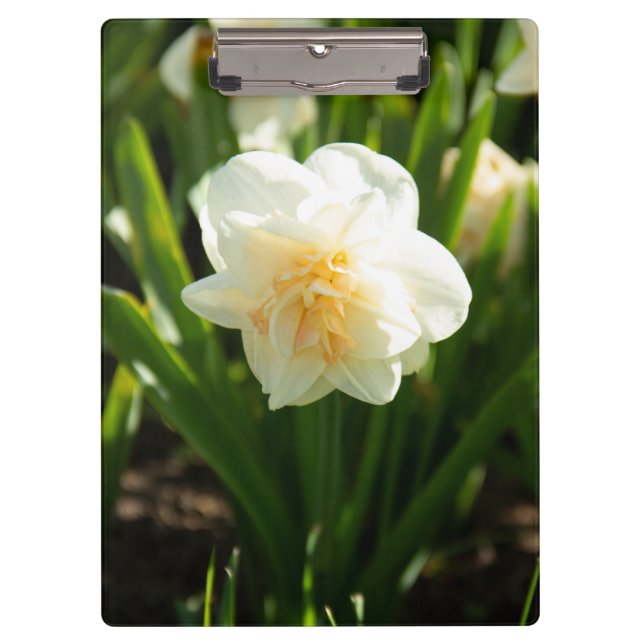 Carpeta De Pinza Grandes daffodias blancas en un día de primavera (Anverso)