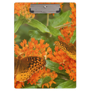 Carpeta De Pinza Grandes fritillaries manchadas en algodoncillo de