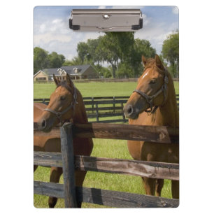 Carpeta De Pinza Granja de caballos pura sangre en el condado de Ma
