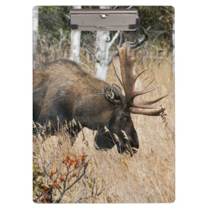 Carpeta De Pinza Grazing Bull Moose