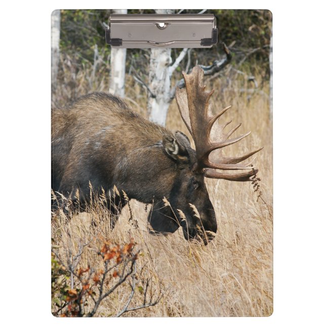 Carpeta De Pinza Grazing Bull Moose (Anverso)