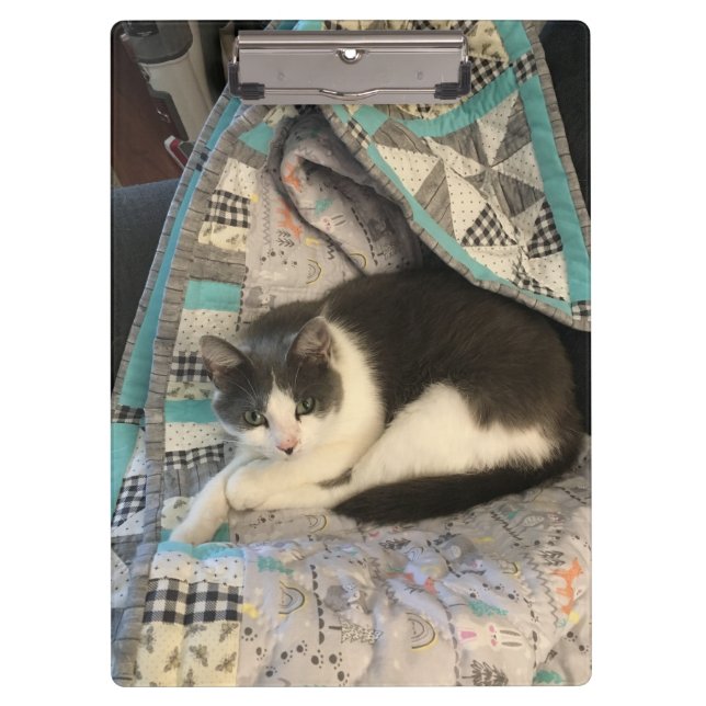 Carpeta De Pinza Gris y gato blanco (Anverso)