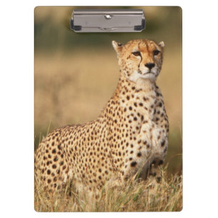 Carpeta De Pinza Guepardo en un pequeño montículo para tener mejor