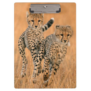 Carpeta De Pinza Guepardos jóvenes (Acinonyx Jubatus) corriendo