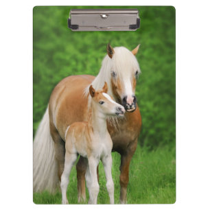 Carpeta De Pinza Haflinger Caballos con Mamá de beso de tierna en -