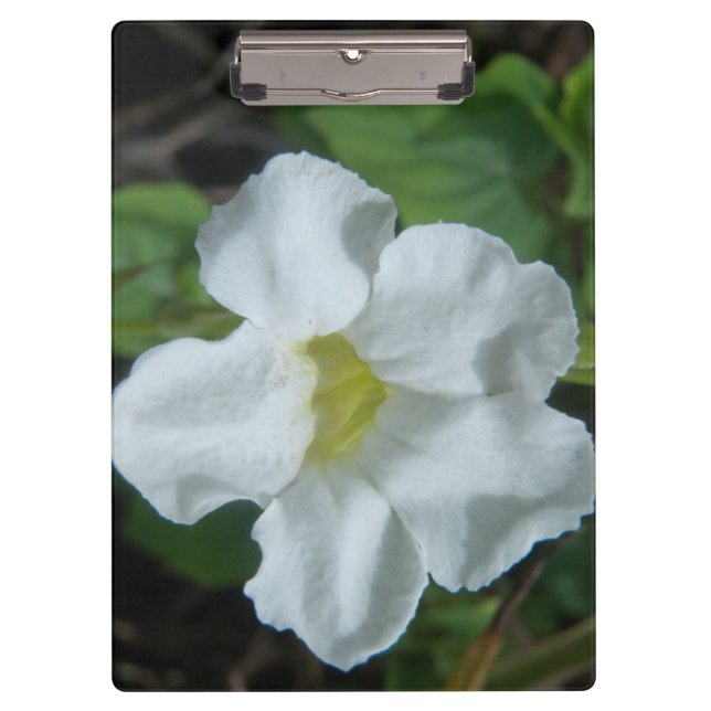 Carpeta De Pinza Hallan flor tropical blanca en Fiyi (Anverso)