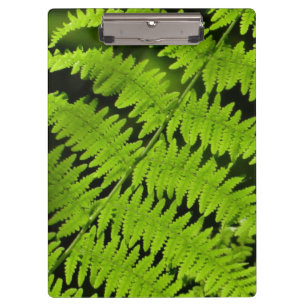 Carpeta De Pinza helecho verde