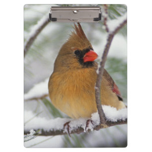 Carpeta De Pinza Hembra de cardenal norteño en pino nevado,