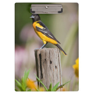 Carpeta De Pinza Hembra de Oriol de Baltimore en jardín de flores