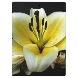 Carpeta De Pinza Hermosa Elegante Amarillo sobre Flor Negra