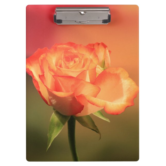 Carpeta De Pinza Hermosa fotografía romántica Rosa (Anverso)
