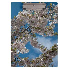 Carpeta De Pinza Hermoso árbol floreciente de cerezo contra el ciel