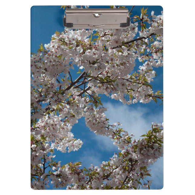 Carpeta De Pinza Hermoso árbol floreciente de cerezo contra el ciel (Anverso)