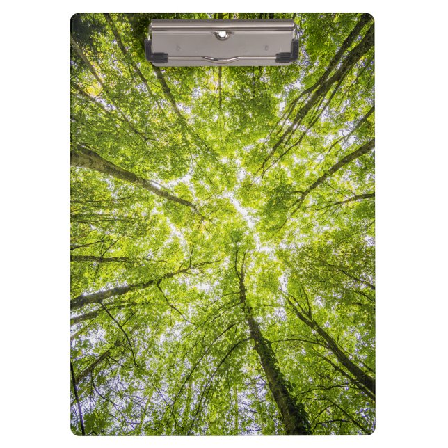 Carpeta De Pinza Hermoso bosque verde (Anverso)