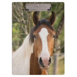 Carpeta De Pinza Hermoso caballo de pintura