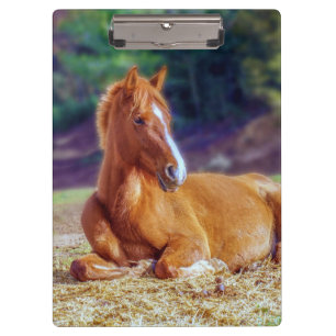 Carpeta De Pinza Hermoso Colt de caballos