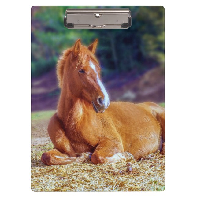 Carpeta De Pinza Hermoso Colt de caballos (Anverso)